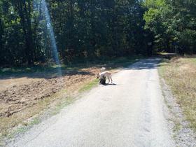 Mes cours au centre Handichiens